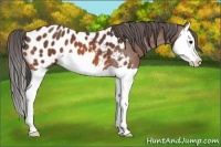 Horse Color:Bay Splash Appaloosa