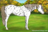 Horse Color:Smoky Blue Roan Splash Appaloosa 
