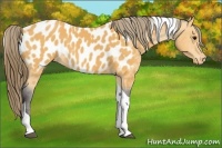 Horse Color:Buckskin Tobiano Blanket 