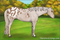 Horse Color:Red Roan Appaloosa