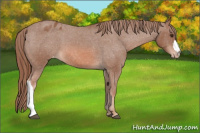 Horse Color:Red Roan Blanket 