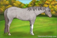 Horse Color:Liver Red Roan Varnish 