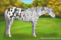 Horse Color:Liver Chestnut Appaloosa 