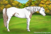 Horse Color:Chestnut Splash Tobiano Appaloosa 