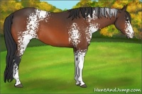 Horse Color:White Spotted Bay 
