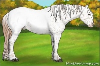Horse Color:Chestnut Snowcap 
