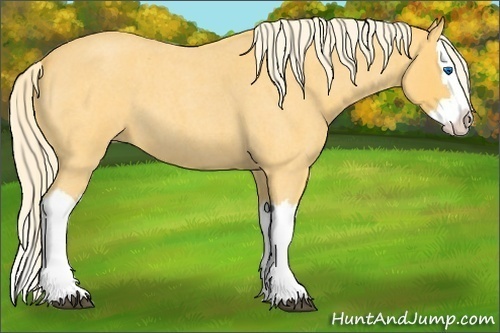 Horse Color: Unknown 