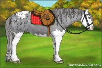 Horse Color:Black Splash Appaloosa 