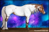 Horse Color:Silver Bay Appaloosa 