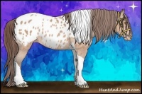 Horse Color:Amber Champagne Tobiano Blanket Rabicano 