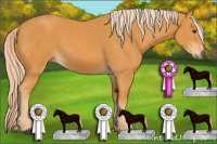 Horse Color:Chocolate Palomino 