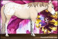 Horse Color:Buckskin Pearl Splash Appaloosa Rabicano