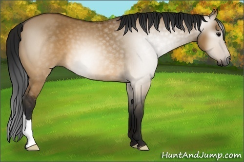 Horse Color:Gray Buckskin Dun 