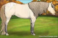 Horse Color:Buckskin Dun Blanket 