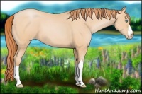 Horse Color:Buckskin Pearl 