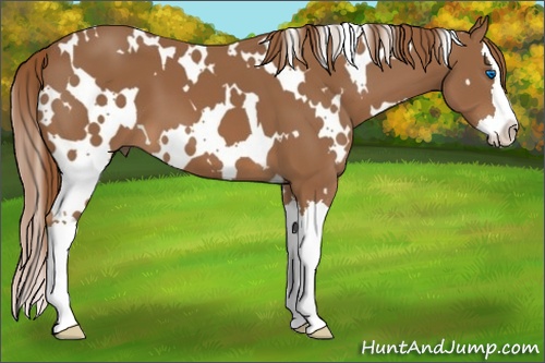 Horse Color:White Spotted Chestnut Splash 