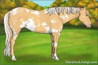 Horse Color:White Spotted Gold Cream Champagne