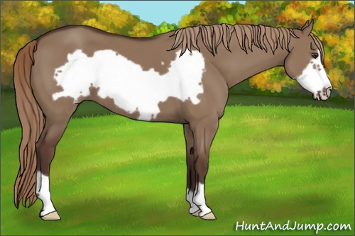Horse Color: Liver Red Dun Frame 