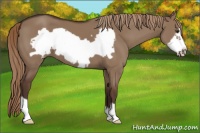 Horse Color:Liver Red Dun Frame 