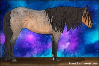 Horse Color:Buckskin Roan