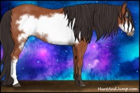 Horse Color:Bay Frame Rabicano 