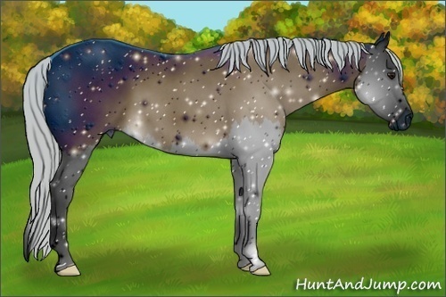 Horse Color: ERROR: UNKNOWN ANOMALY