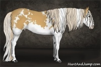 Horse Color:White Spotted Palomino Splash 