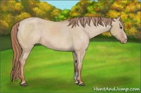 Horse Color:Red Dun Sabino Varnish 