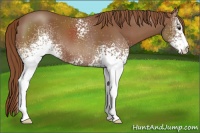 Horse Color:White Spotted Chestnut 