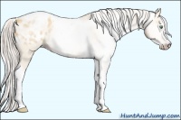 Horse Color:Gray Silver Amber Cream Champagne Roan Dun Splash Tobiano Frame Appaloosa Rabicano 