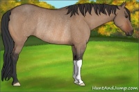 Horse Color:Brown Dun Rabicano 