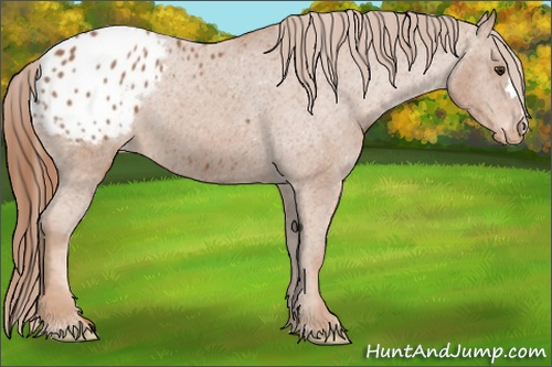 Horse Color:Chestnut Appaloosa 