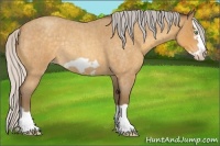 Horse Color:Silver Amber Cream Champagne Roan Splash Frame Rabicano 