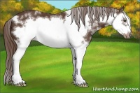 Horse Color:White Spotted Liver Chestnut Splash Frame 