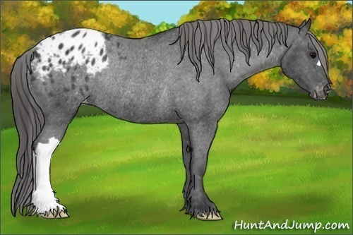 Horse Color: Black Blanket Rabicano 