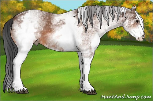 Horse Color:White Spotted Bay 