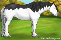 Horse Color:Black Splash