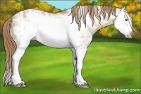Horse Color:Buckskin Ice Dun Splash Frame Appaloosa Rabicano 