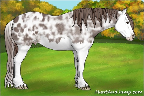 Horse Color: Liver Chestnut Ice Splash Blanket 