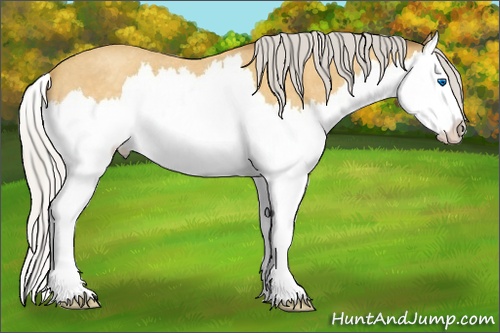 Horse Color: Silver Amber Cream Champagne Roan Splash 