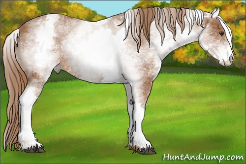 Horse Color: White Spotted Chestnut 