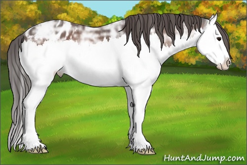 Horse Color: Bay Ice Splash Blanket 