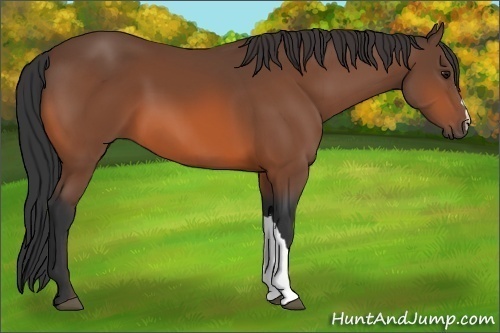 Horse Color: Bay 