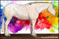 Horse Color:Palomino Pearl Sabino Blanket Rabicano 
