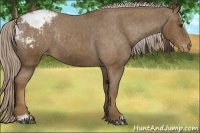 Horse Color:Chocolate Palomino Sabino Snowcap Rabicano 