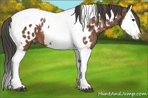 Horse Color: Bay Splash Tobiano Near Leopard  Brindle