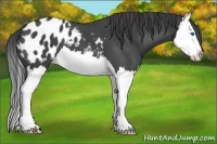 Horse Color:Blue Roan Splash Appaloosa