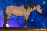 Horse Color:Bay Dun Sabino