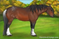 Horse Color:White Spotted Bay 