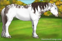 Horse Color:Liver Chestnut Ice Splash Frame 